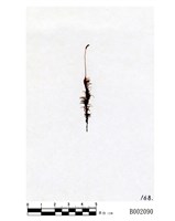 藏品(棕色曲尾苔)的圖片